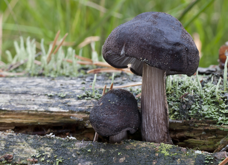 Pluteus atromarginatus